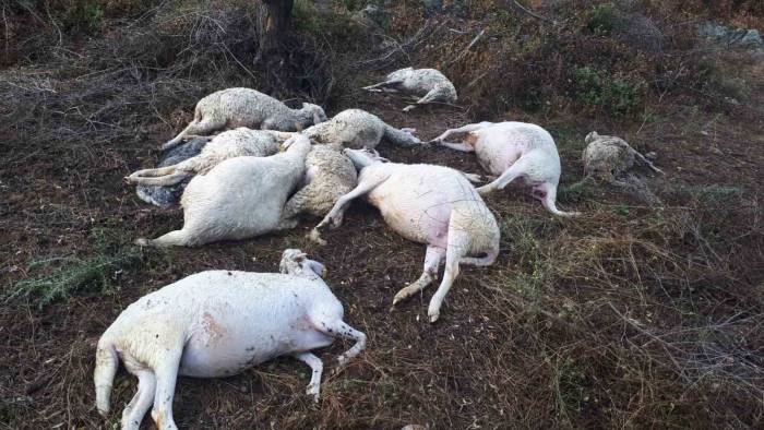 Yıldırım Düşmesi Sonucu 10 Koyun Telef Oldu