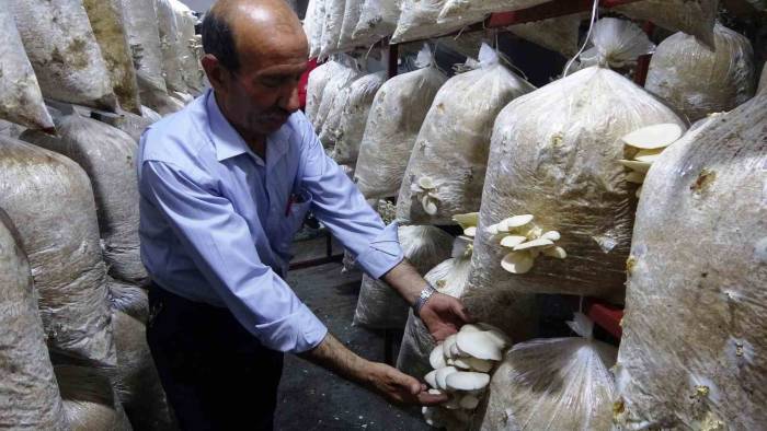 Demirci Ustasının Hobisi: İstiridye Mantarı Yetiştiriciliği