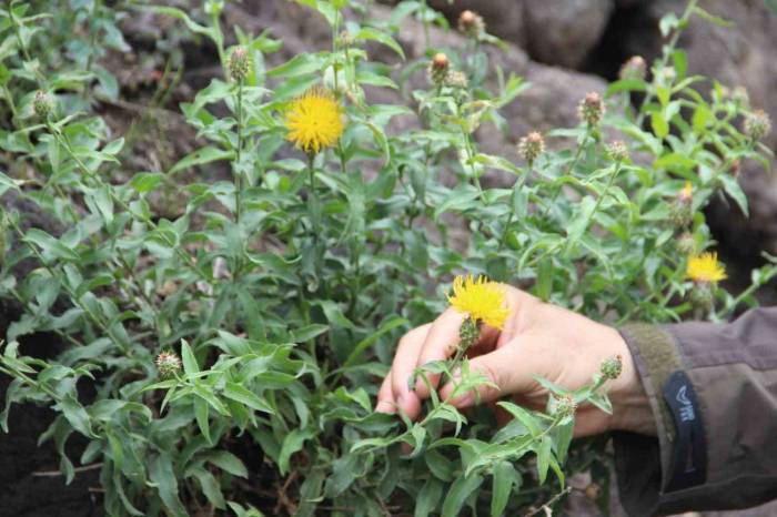 Koparmanın Cezası 244 Tl