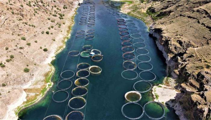 Elazığ’dan Dünyaya Türk Somonu: İhracat Yüzde 100 Artarak 60 Milyon Dolara Ulaştı