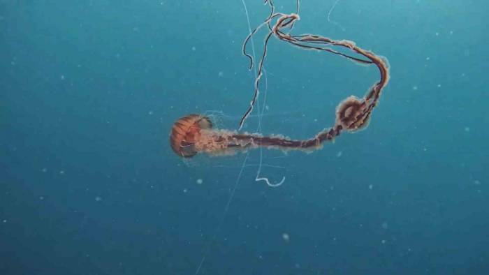 İstanbul’da 4 Metrelik Zehirli Denizanası Böyle Görüntülendi