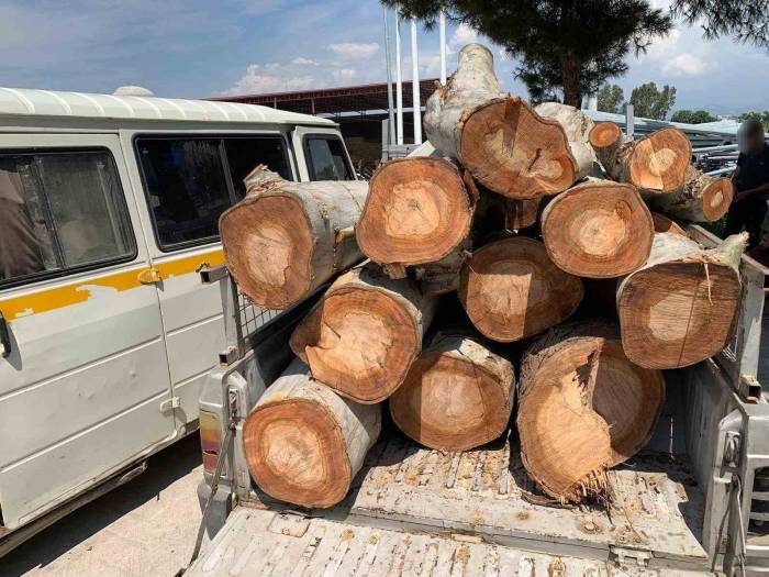 Kamu Kurumuna Ait 10 Ton Odunu Çalarken Yakalandılar