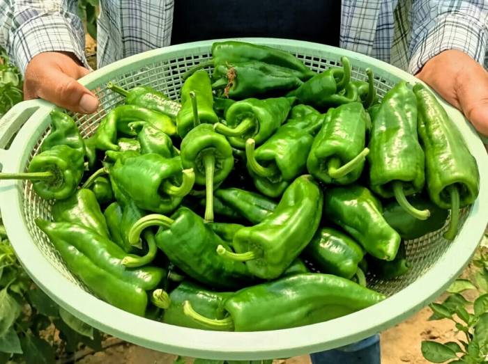 Ege’nin İsot’unda Hasat Başladı