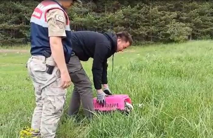 Yaralı Porsuk, Tedavisinin Ardından Doğaya Salındı