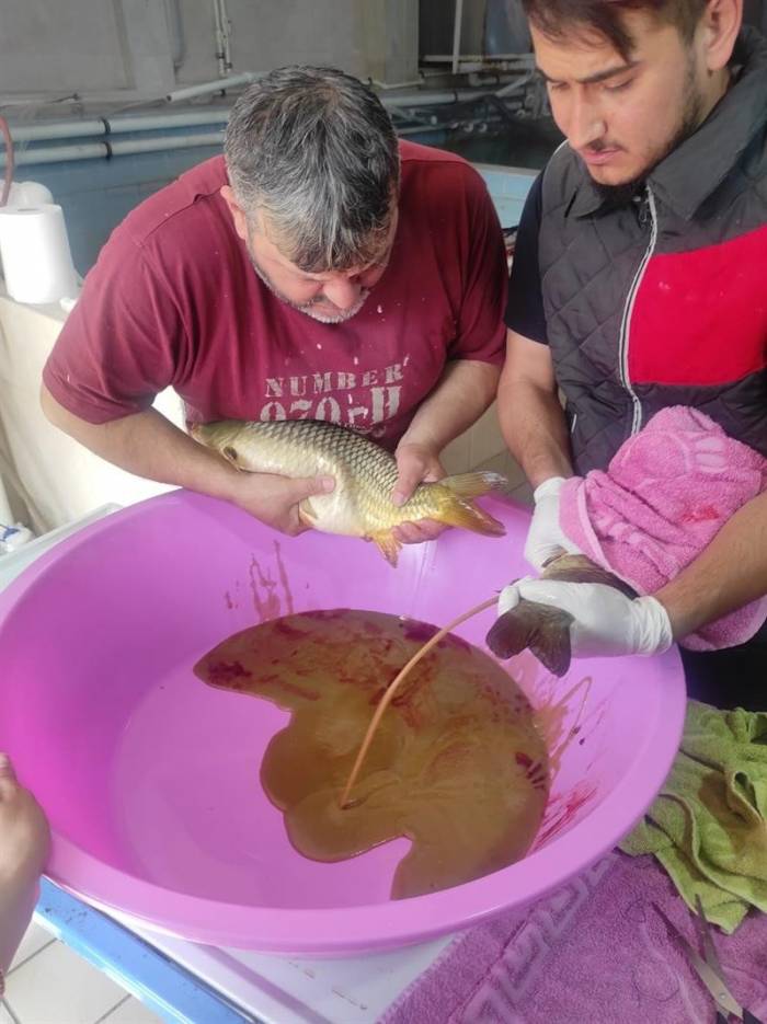 Anaç Pullu Sazan Balıklarının Sağımları Başladı