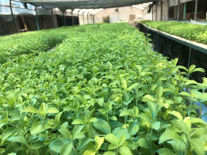 Stevia Bitkisi, Başta Amerika Birleşik Devletleri Başta Olmak Üzere İhraç Edilmeye Başlandı