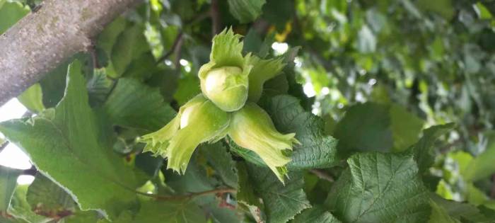 Fındıkta Verimi Ve Kaliteyi Düşüren Hastalık