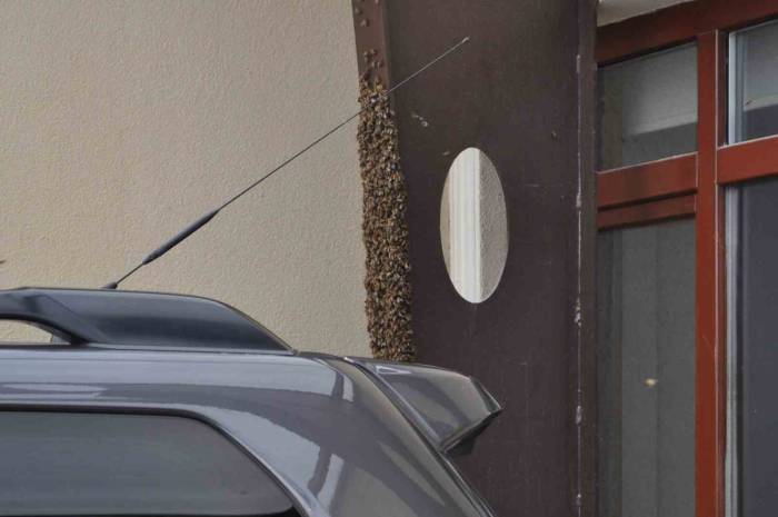 Kaçan Kraliçe Arı Yüzlerce Arıyı Beraberinde Getirdi