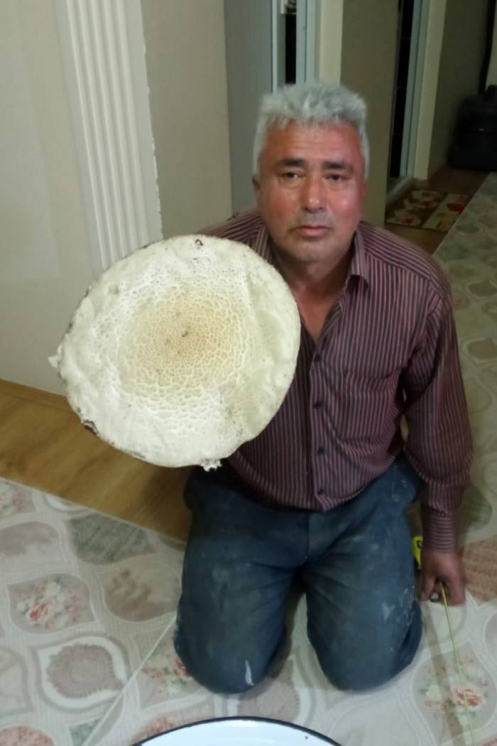 Bu Mantar Tam 36 Santimetre Genişliğinde