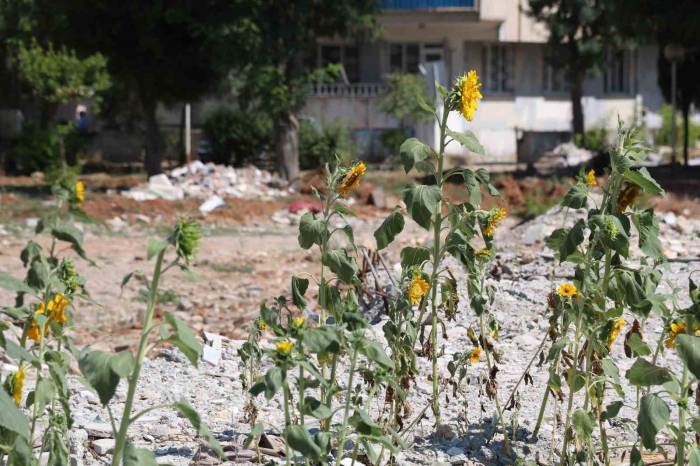 Enkaz Altında Kalıp Boy Veren Ay Çekirdekleri Çiçek Açtı