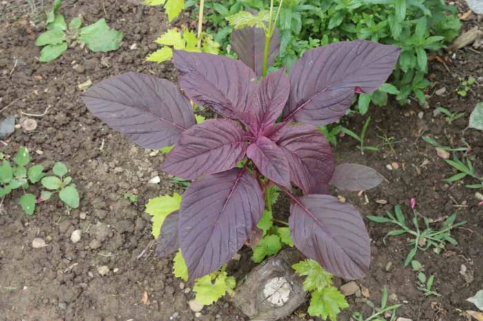 Amarant Bitkisi Hayvanlara Yem, İnsanlara Şifa, Çölyak Hastalarına Gıda Oluyor