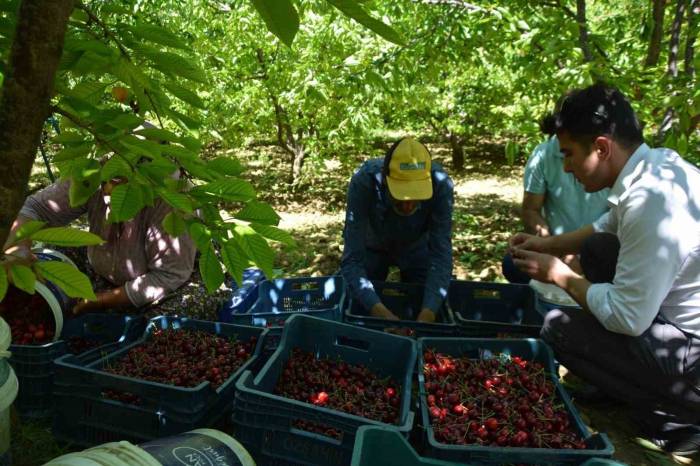 Selendi’de Kiraz Hasadı Başladı