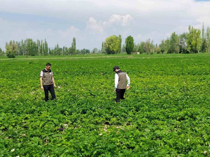 Patates Üreticilerine Bitki Hastalıklarına Karşı Uyarı