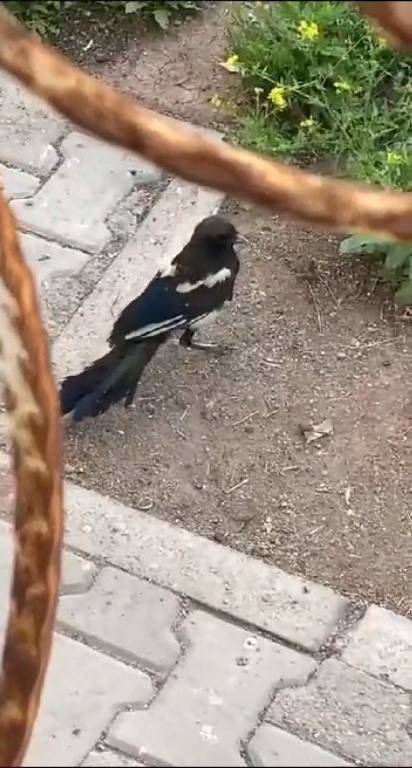 Havalandırma Boşluğuna Sıkışan Saksağan İtfaiye Ekipleri Tarafından Kurtarıldı