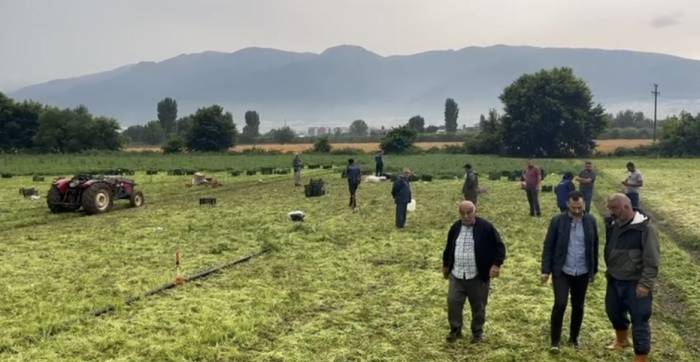Maydanoz Tarlasına Yıldırım Düştü: Ecel Ekmek Peşindeyken Yakaladı