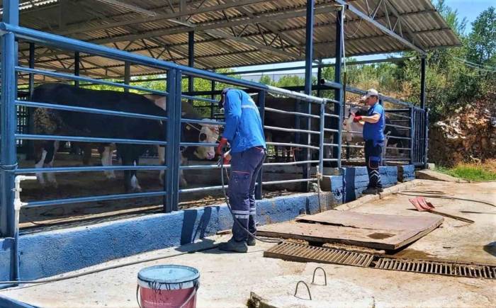 Büyükşehir Mezbahaları İle Kurban Bayramı’na Hazır