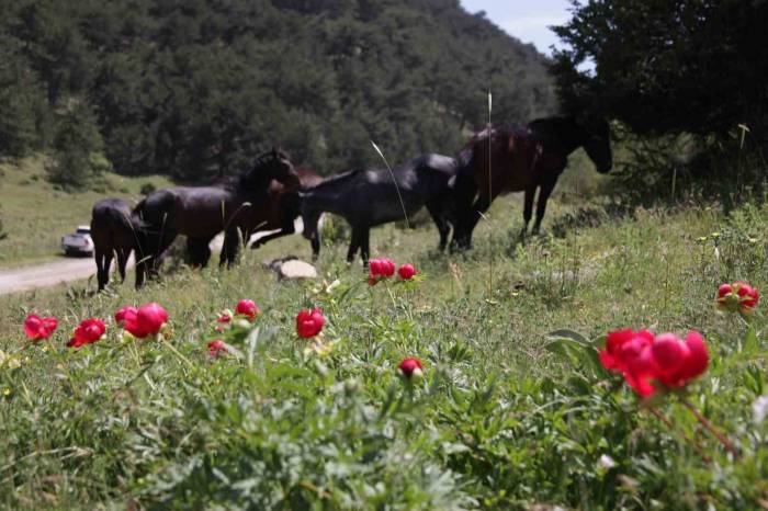 Çiçek Açan Şakayıkları Koparan Yandı: Cezası 244 Bin 315 Tl