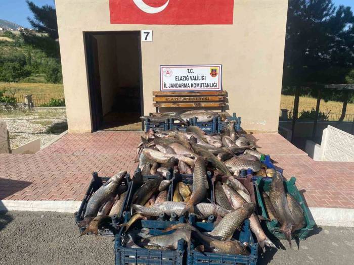 Elazığ’da 6,5 Ton Kaçak Avlanmış Balık Ele Geçirildi