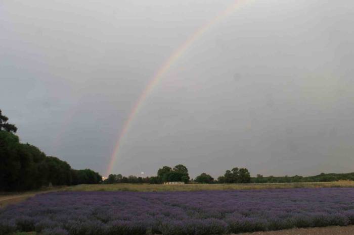 Gökkuşağı Lavantalara Renk Kattı