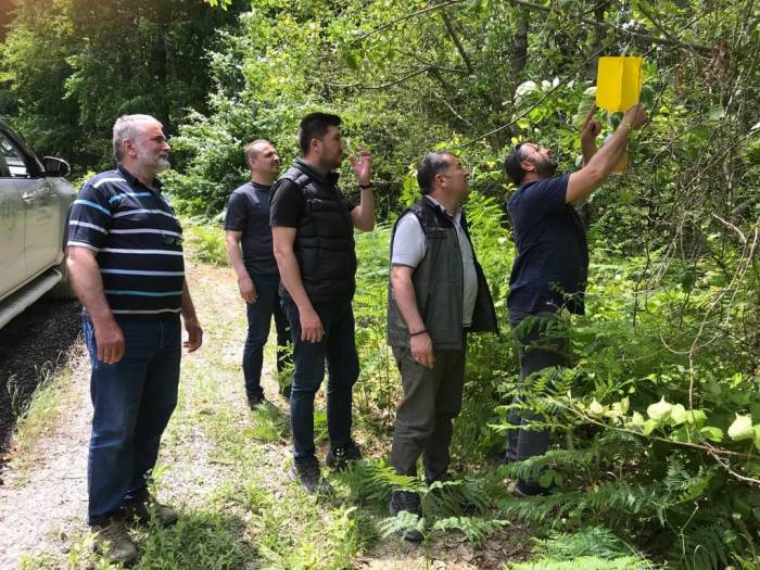 Zararlı Böceklere Karşı Ormanlara “feromon Tuzağı” Kuruluyor
