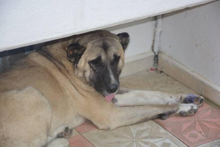 Köpeğe Tekme İddiası Ortalık Karıştırdı: İki Komşu Böyle Birbirine Girdi