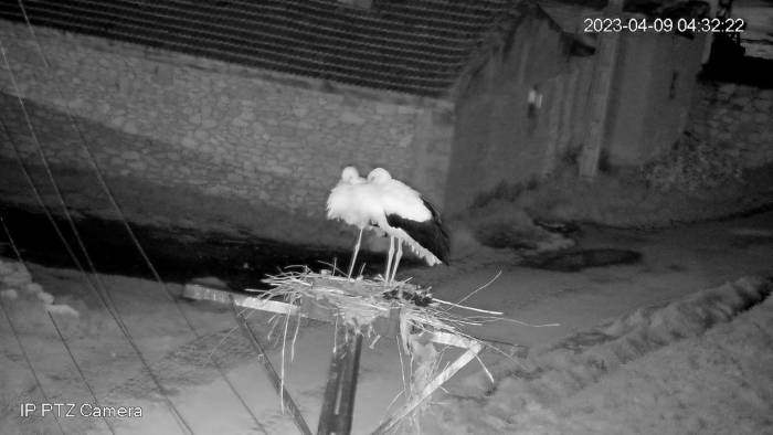 Leylekleri Güvenlik Kamerası İle İzliyor