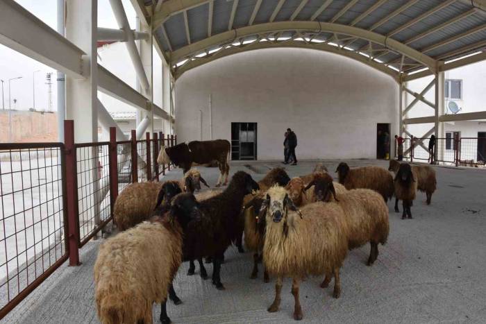 Siirt’te Kurban Satış Ve Kesim Yerleri Belirlendi