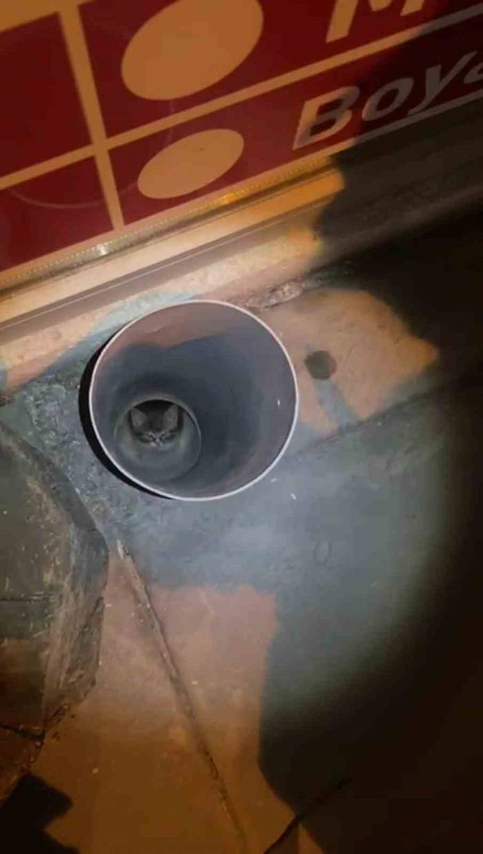 Anne Kedi Yardım İstedi, İtfaiye Ekipleri Kurtardı