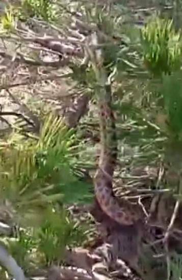 Tunceli’de Sarı Yılan Görüntülendi