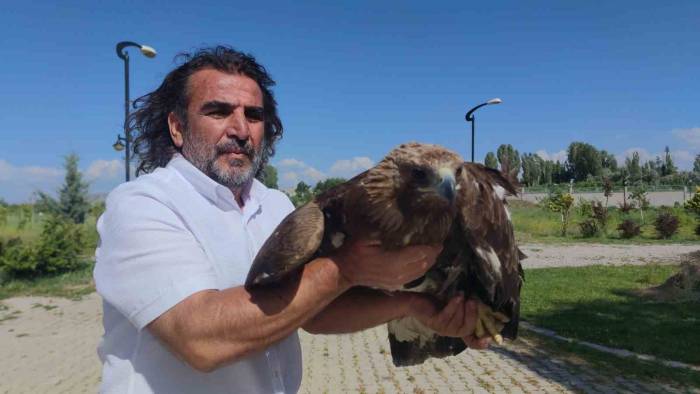 Kaya Kartalı Artık Uçamayacak