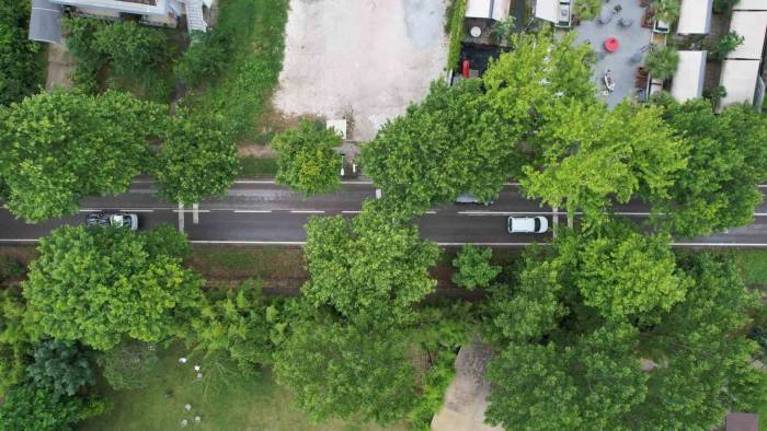 Doğal Yeşil Tünelde Turistlerin Keyifli Yolculuğu