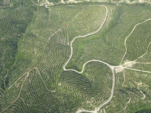 650 Bin Fidan Toprakla Buluştu, Yanan Ormanlar Yeniden Yeşeriyor