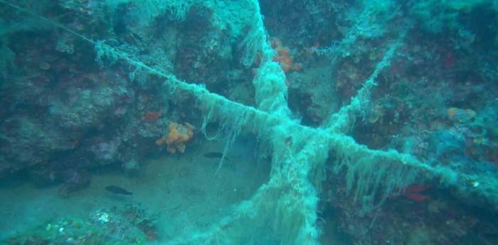 Ayvalık Açıklarında Doğal Resiflerin Üzerini Kaplayan Paraketa Misinaları Görüntülendi