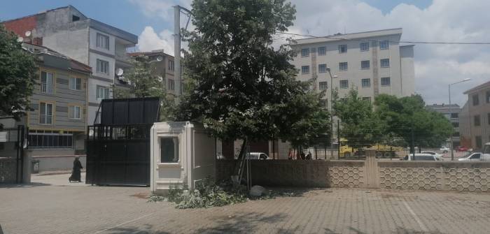 Okulun Bahçesindeki Ihlamur Ağacından Düştü