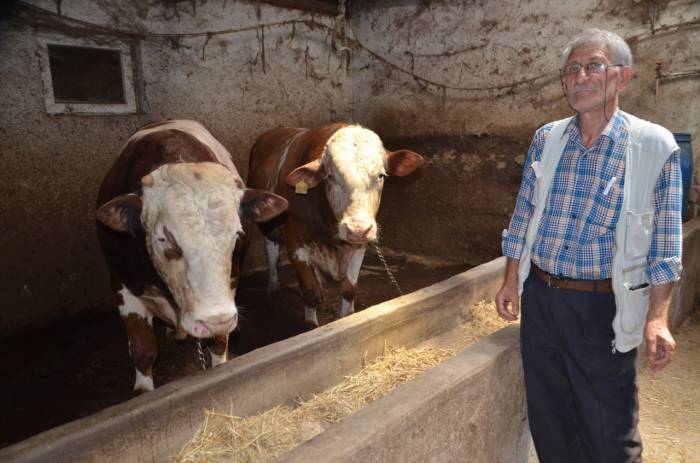 1 Ton 400 Kiloluk "beyazcan" Ve 1 Ton 360 Kiloluluk "şahmeran" Alıcılarını Bekliyor