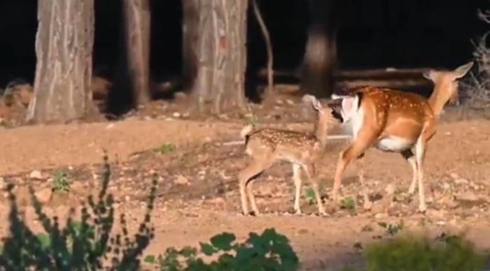 Antalya’da 2023 Yılının İlk Alageyik Yavruları Görüntülendi