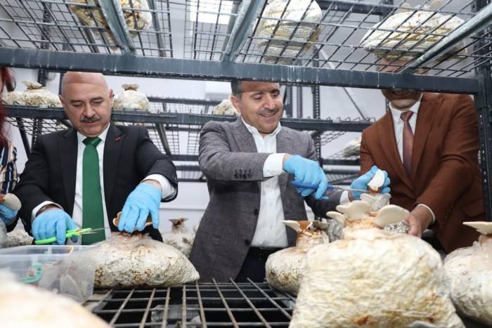 Reishi Mantarının İlk Hasadı Yapıldı