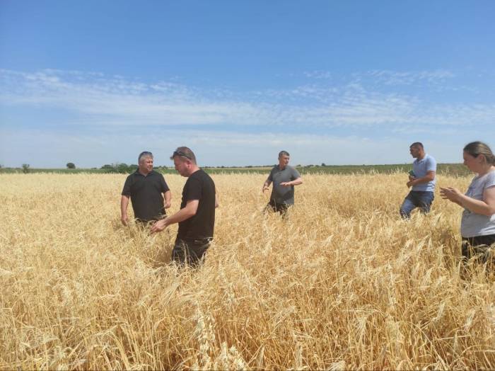 Sağanak Yağış Ve Dolu Tarım Arazilerine Zarar Verdi
