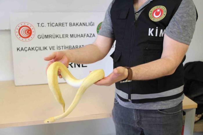Bu Kadarı Da Pes Dedirtti: Kapıkule’de 32 Kaçak Yavru Piton Yakalandı