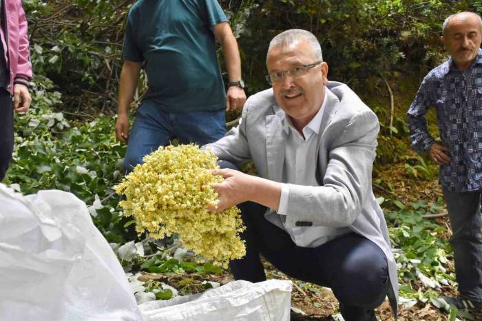 Türkiye’nin En Büyük Ihlamur Ormanlarında Hasat Gün Sayıyor