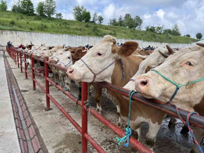 Kurban Bayramı Öncesinde Hastalıklara Karşı Uyarı