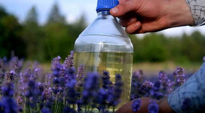 Litresi 30 İla 120 Euro Arasında Satılan Lavanta Yağı Böyle Elde Ediliyor