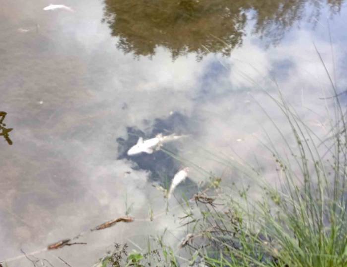 Malatya’da Esrarengiz Balık Ölümleri