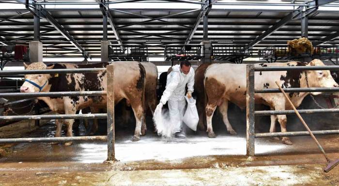 Kurban Pazarlarında Sinekle Mücadele