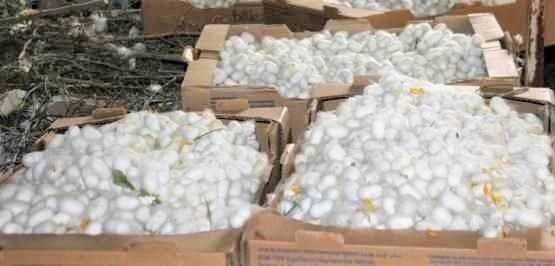 Nallıhan’da İpek Böceği Kozası Hasat Zamanı