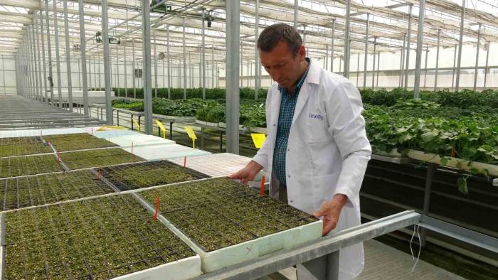 Topraksız Tarım Çalışmalarında Sona Yaklaşılıyor