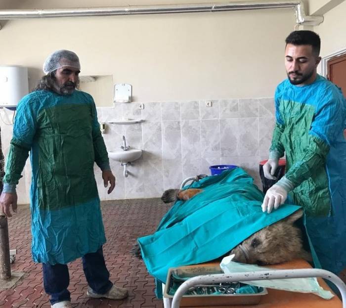 Van’da Aracın Çarptığı Ayı Tedaviye Alındı