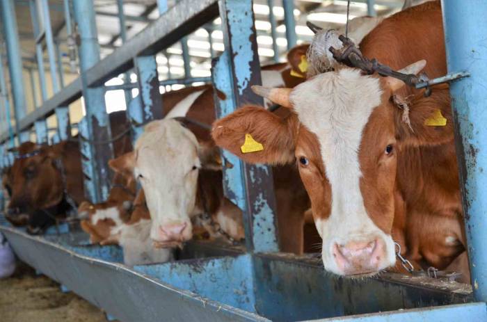 Kurbanlıklar Cebe Girdi