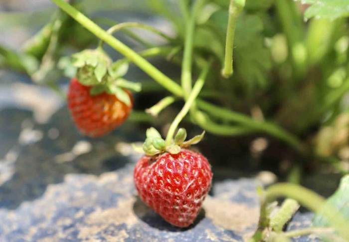 Ağrı’da Çilek Yetişmez Denildi, 1 Yılda 200 Ton Verim Alındı