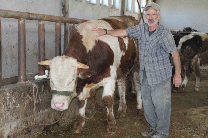 1 Tonluk ’şövalye’ İsimli Tosun Alıcısını Bekliyor